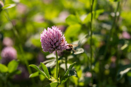 Blooming clover with bee in a fieldの写真素材