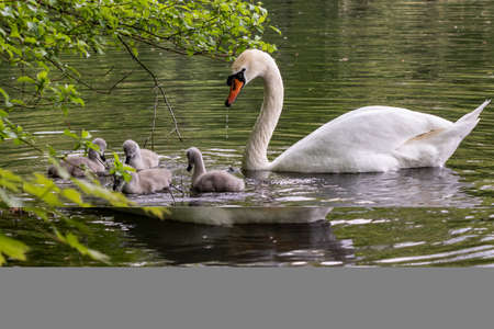 Swan family at the pondの写真素材