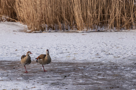 Egyptian geese on frozen pondの写真素材