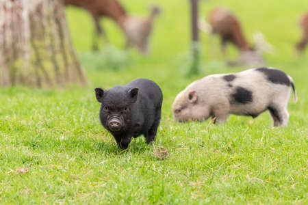 Young pot-bellied pigs in the zooの写真素材