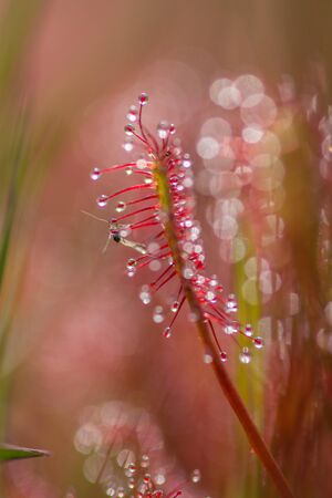 sundew,drosera intermediaの写真素材