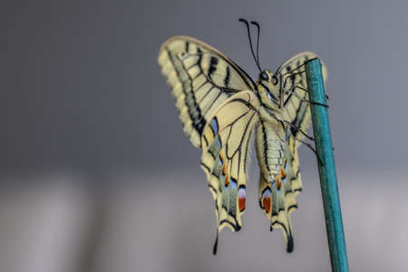 Papilio machaon butterlfyの写真素材