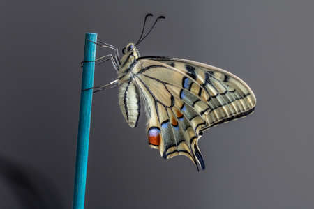 Papilio machaon butterlfyの写真素材