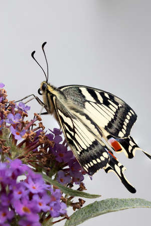 Papilio machaon butterlfyの写真素材