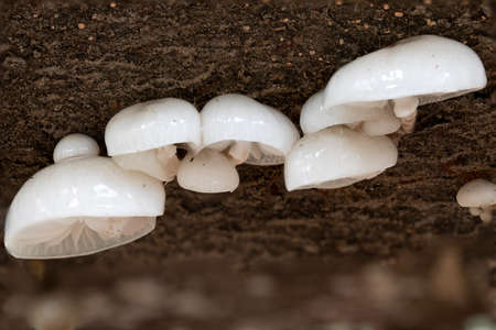 Oudemansiella mucida;Porcelain fungus on a tree at autumn;macro shotの写真素材