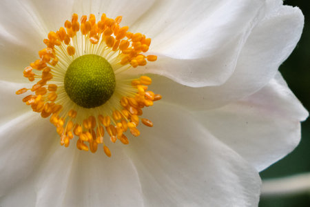 Close up of white anemone flower with yellow stamensの写真素材