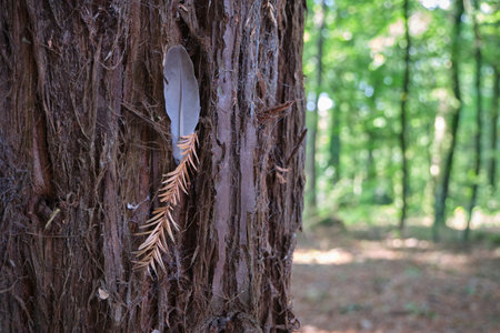 feather on the trunk of an old tree in the forest.の写真素材