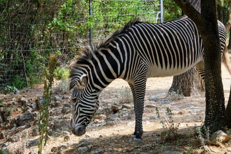 Plains zebra (Equus quagga) in the zoo of montpellierの写真素材