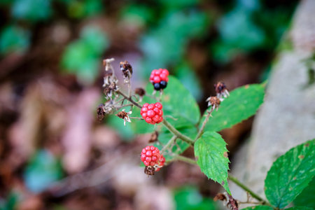 Blackberries on the bush in the forest. Selective focus.の写真素材
