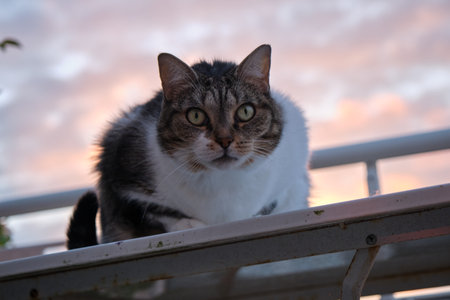 Domestic cat sitting on the railing at sunset. Portrait of a cat.