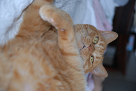 ginger cat lying on the bed and looks at the camera.の写真素材