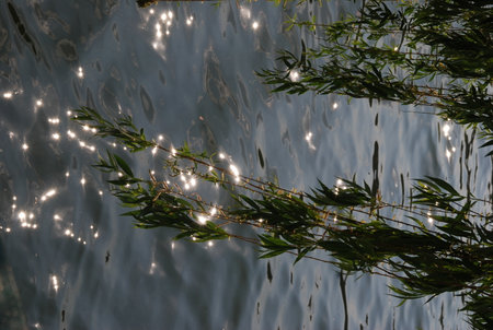 Bamboo on the surface of the water in the light of the sunの写真素材