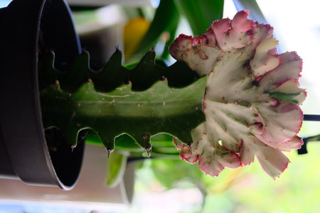 Close up of a cactus in a pot, indoor plant.の写真素材