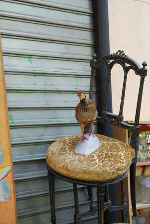 stuffed guinea fowl on an antique chairの写真素材