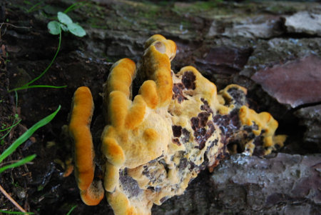 Yellow mushroom on the bark of an old tree in the forest.