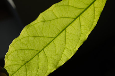 Green leaf on a black background, close-up, macro.