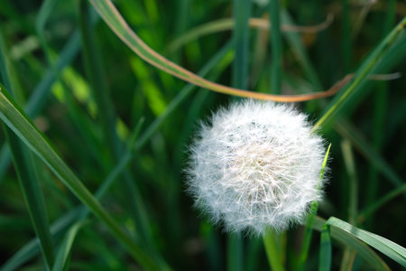 white dandelion flower on green grass background, shallow depth of field