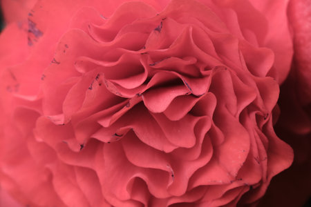 red rose macro close up background valentine's day wallpaper designの写真素材