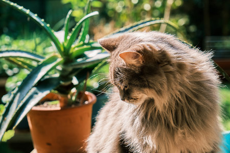 Persian cat in the garden on the terrace with succulent plantsの写真素材