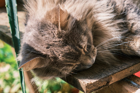 Siberian cat sleeping on a wooden chair in the garden.の写真素材