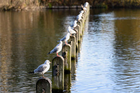 Birds occupying a row of poles in a lake located in the city park.の写真素材