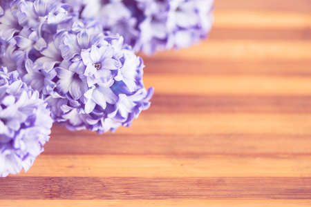 Fresh aromatic purple hyacinth flower on vintage wooden background with copy space. Selective focus. Spring concept.の写真素材