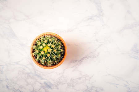 Flat lay, top view of cactus over marbe background with copy space. Minimalist style. Minimal hipster concept.の写真素材