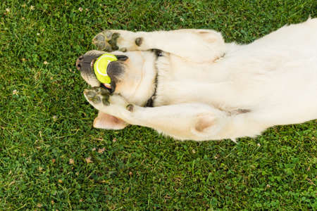 Close up of a cute yellow labrador puppy playing with a green tennis ball in the grass outdoors. Shallow depth of field.の写真素材