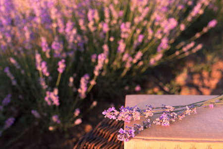 Soft focus of a bunch of lavender flowers over books under the summer sunset light. Romantic concept...