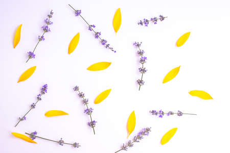 Fresh lavender flowers and yellow sunflower leaves arranged on a white background. Summer flowers...
