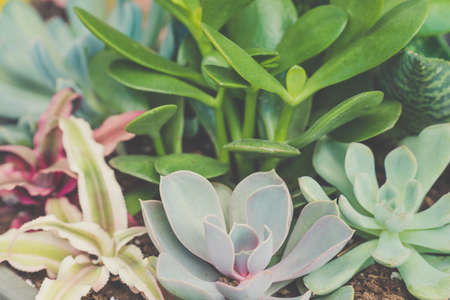 Top view of various types of succulent plant pot- echeveria, sempervivum, flowering house plants in wooden box. Plant leave pattern. Selective focus.の写真素材