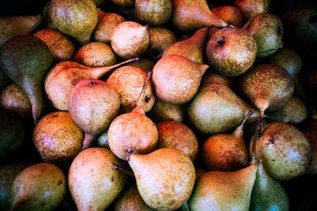 Fresh organic pears. Pear autumn harvest. Fruit background. Juicy flavorful pears of rustic background. Autumn nature and abundance conceptの写真素材