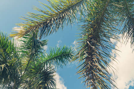 Palm coconut tree on blue sky background with copy space, vintage style, tropical coastの写真素材