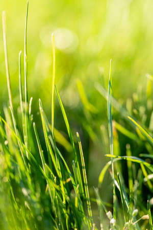 Vibrant green grass meadow closeup with bright sunlight, selective focus and natural bokeh.
