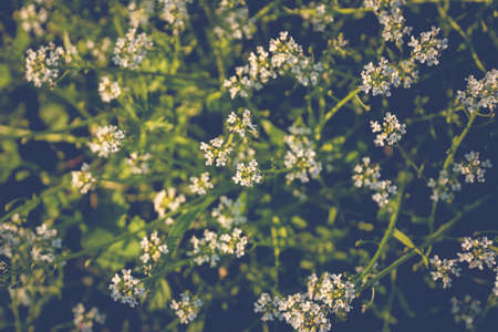 Close up of Capsella bursa-pastoris blooming in spring field. Summer Spring nature background.の写真素材