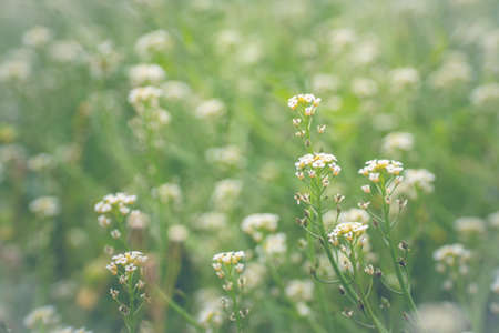 Close up of Capsella bursa-pastoris blooming in spring field. Summer Spring nature background.の写真素材
