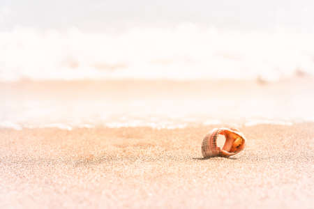 Seashell on beach with waves. Vacation summer background. Selective focus.