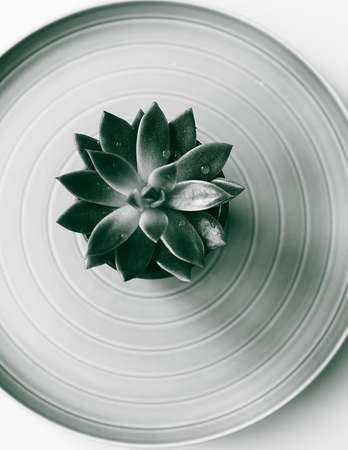 Succulent plant in monochrome green color. Floral design.の写真素材