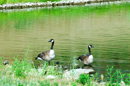 Anyone Seen Fred?  Two Geese standing in the water, each looking in the opposite direction.の写真素材