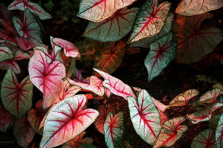 Elephant Ears - Caladium hortulanum  -Large leaves of an elephant ear plant with red veins.の写真素材