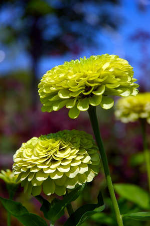 Macro of Lemon Zinnia flowers isolated from the deep blue background of the skyの写真素材