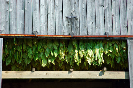 Tobacco Plants Dryingの写真素材