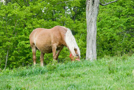 A beautiful horse feeding in the pasture in spring.の写真素材