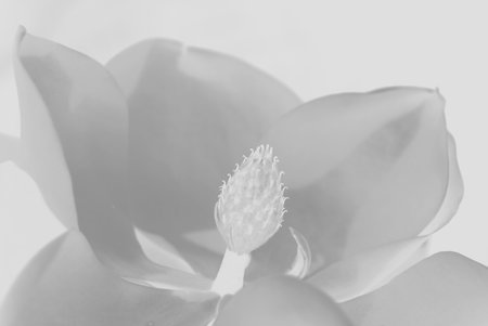 Abstract macro image of a magnolia grandiflora (magnolioideae) tree flower. Also known as a bull bay.の写真素材