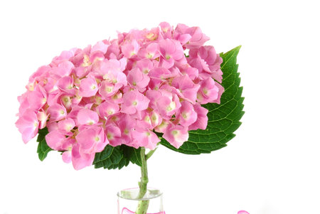  Lacecap Hydrangea (macrophylla  normalis) flower in a vase.