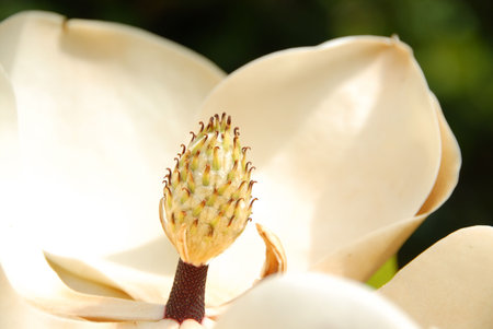 Macro image of a magnolia grandiflora (magnolioideae) tree flower. Also known as a bull bay.  The Magnolia is the official state flower of both Mississippi and Louisiana.の写真素材