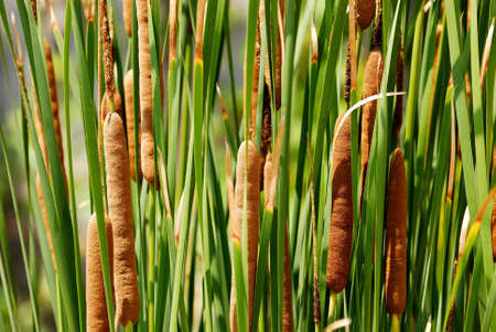 Cattail stand - typha latifolia augustifolia. 