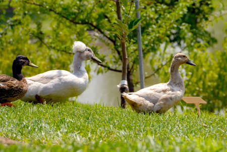 Ducks in a row, a duck's eye perspective of other ducks.の写真素材