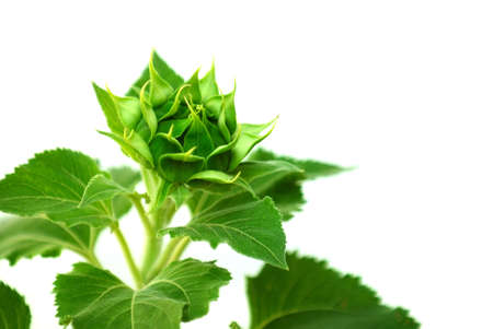 A sunflower bud before it's bloomed.の写真素材