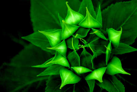 Sunflower Bud Abstract - A sunflower bud before it's bloomed.の写真素材